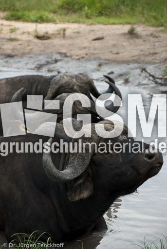 Afrikanischer Büffel (54 von 102).jpg